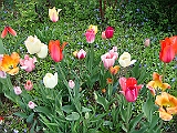54 Nancy's Garden [2009 May 10]